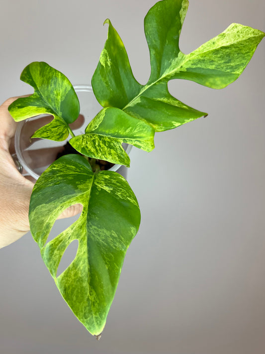 Rhaphidophora Tetrasperma Migma