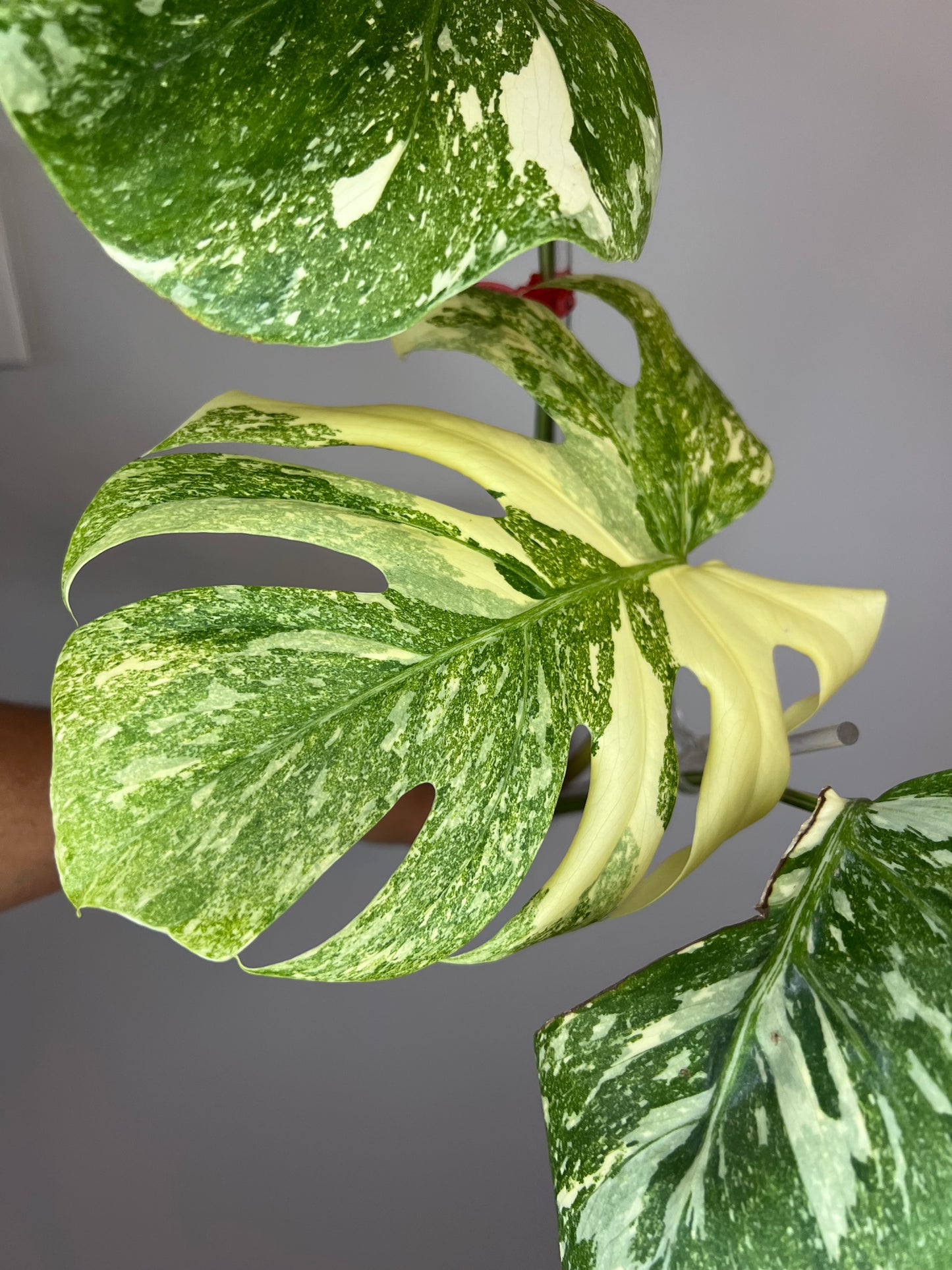 Monstera Legacy