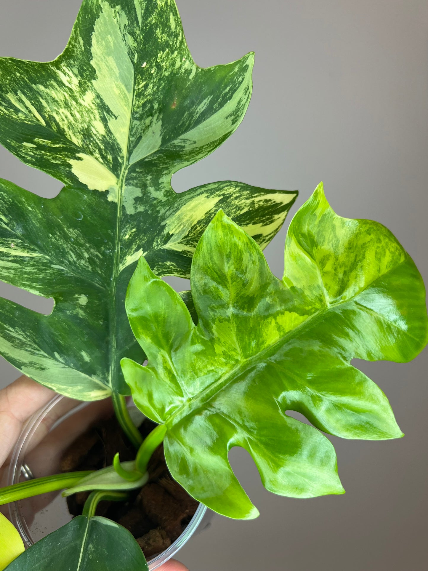 Philodendron Distantilobum Variegated