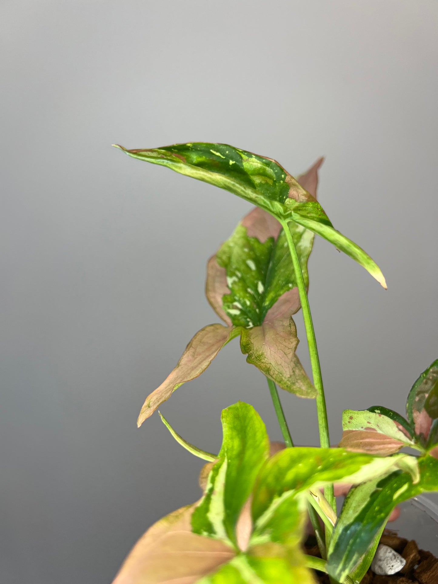 Syngonium Red Spot Tricolor "Pink on Pink" π