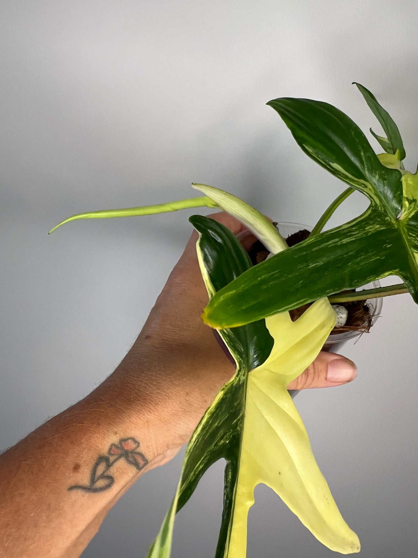 Philodendron Florida Beauty Variegated