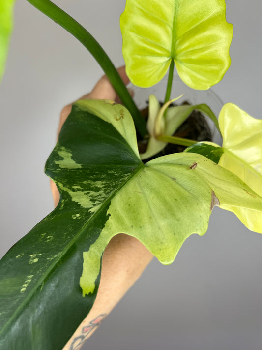 Philodendron Golden Dragon Mint