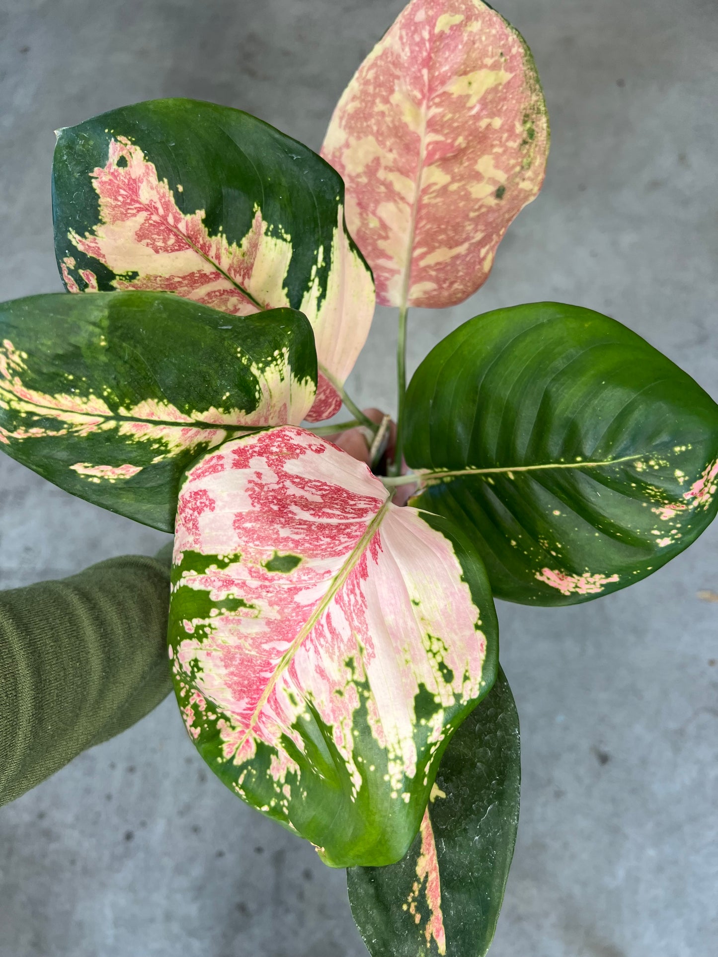 Aglaonema Cochin Tricolor