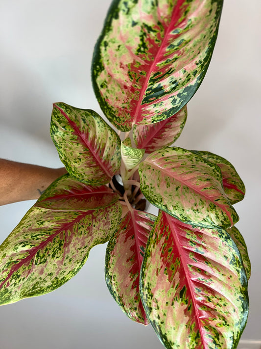 Aglaonema 10 Karat
