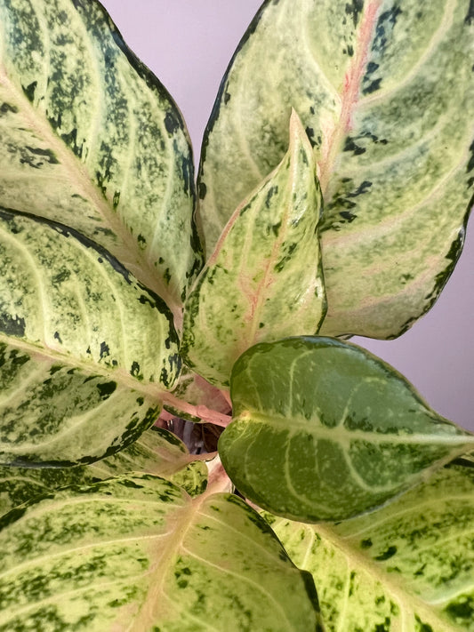 Aglaonema Lucky