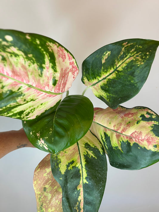 Aglaonema Cochin Tricolor