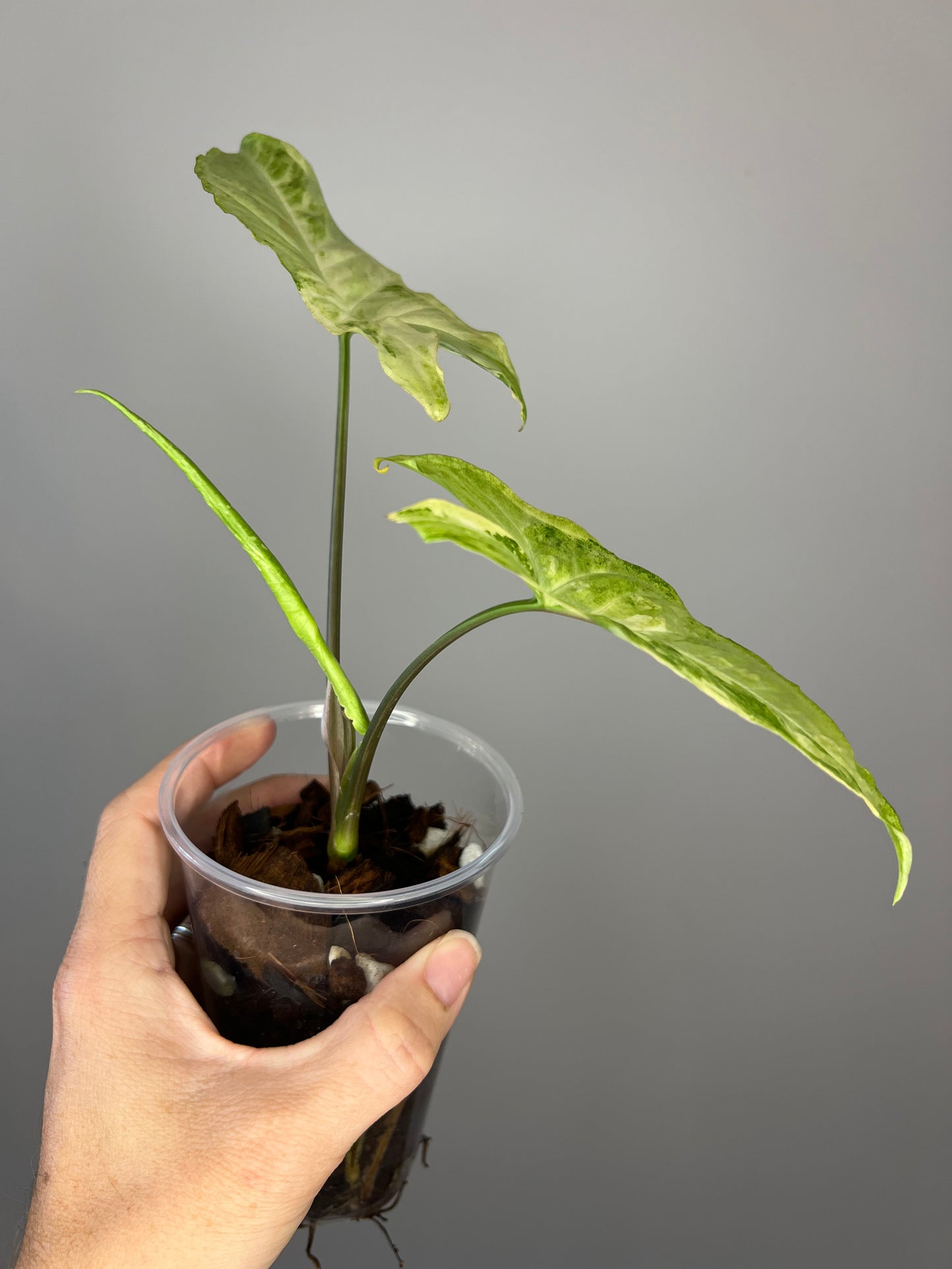 Syngonium White Butterfly Variegated