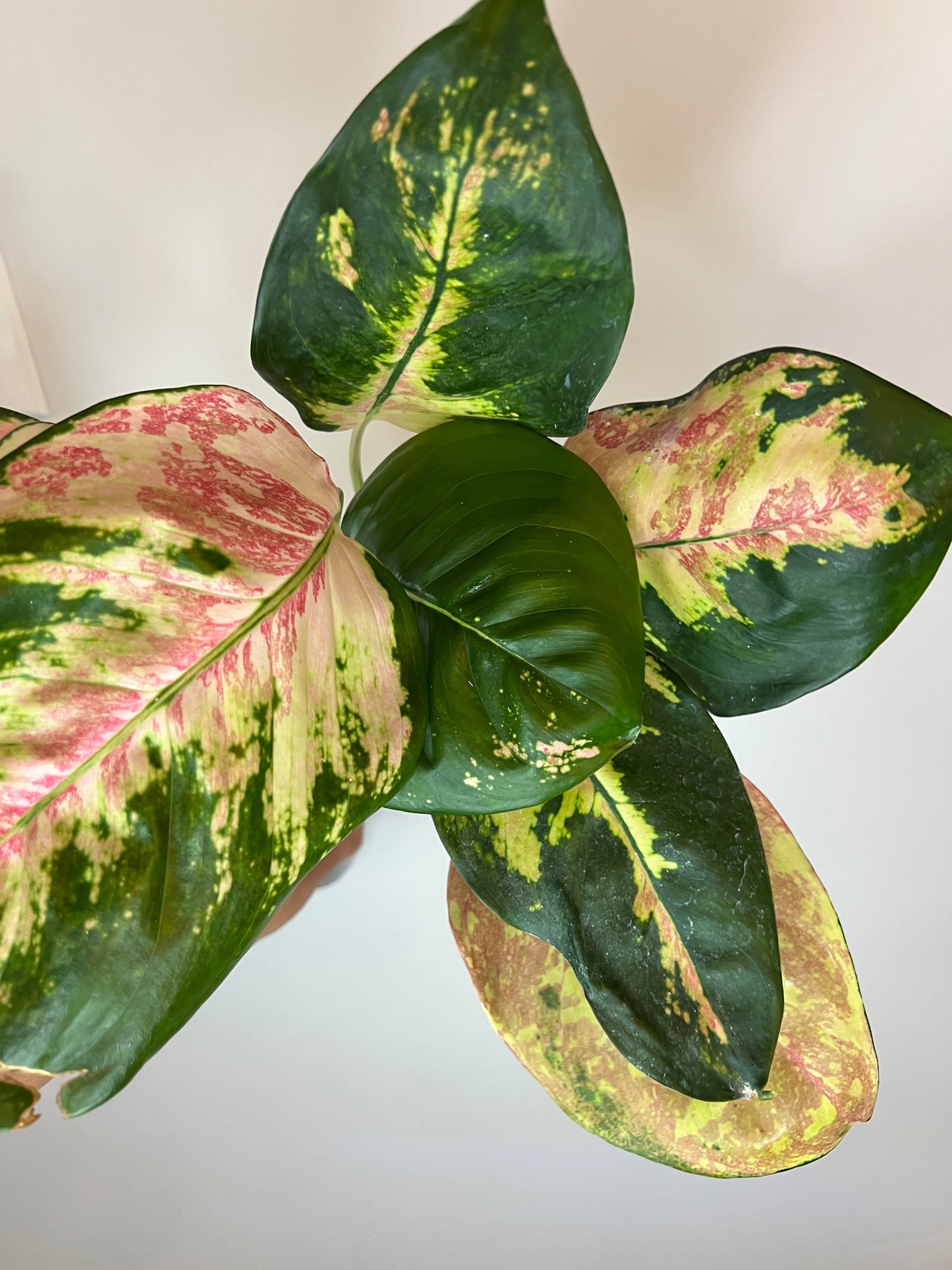 Aglaonema Cochin Tricolor