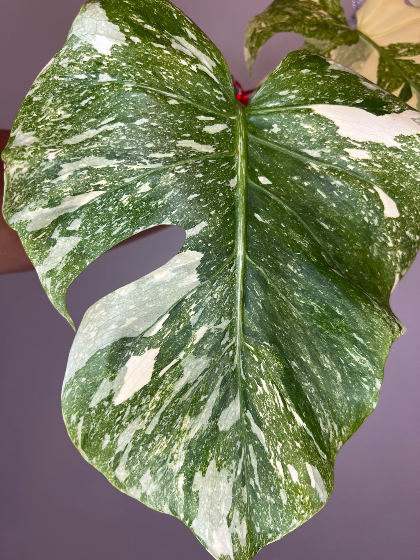 Monstera Legacy