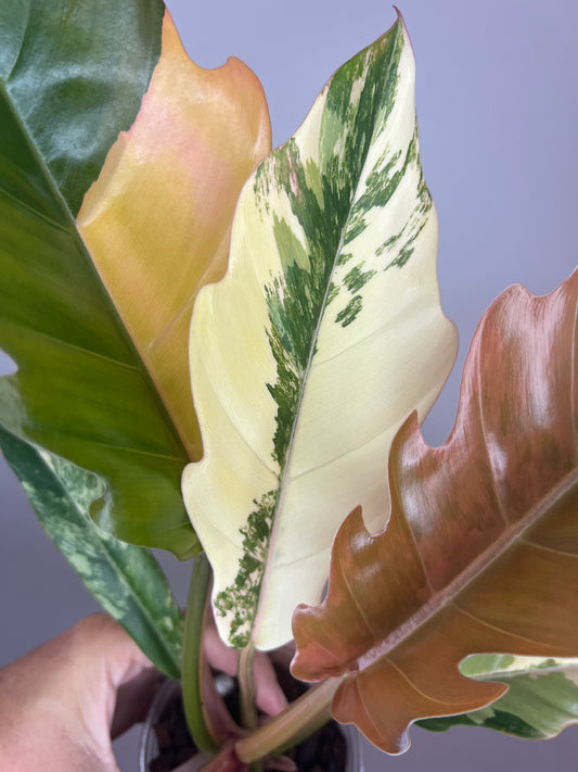 Philodendron Carmel Marble