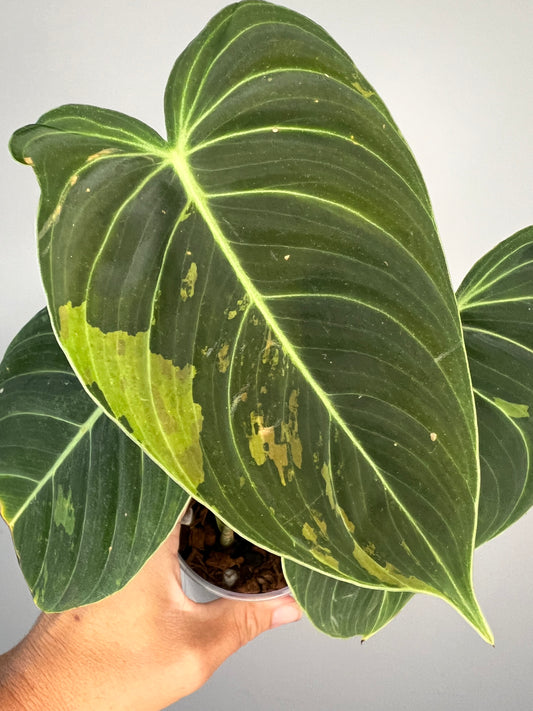 Philodendron Melanocrysum Variegated