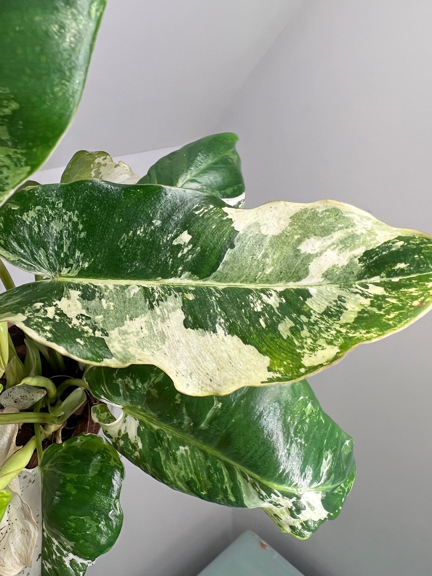 Philodendron Burle Marx Snow White B