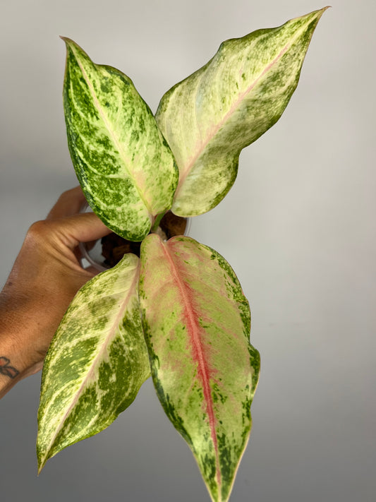Aglaonema Frozen