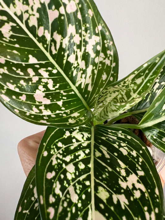 Aglaonema Siti Nurhalizah