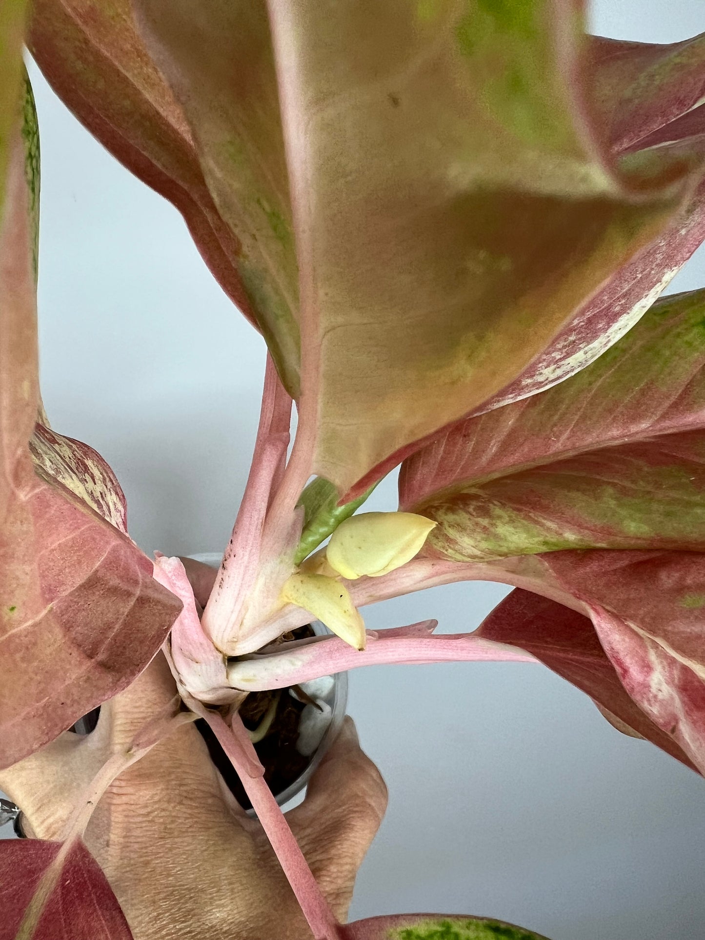 Aglaonema Bethany Variegated
