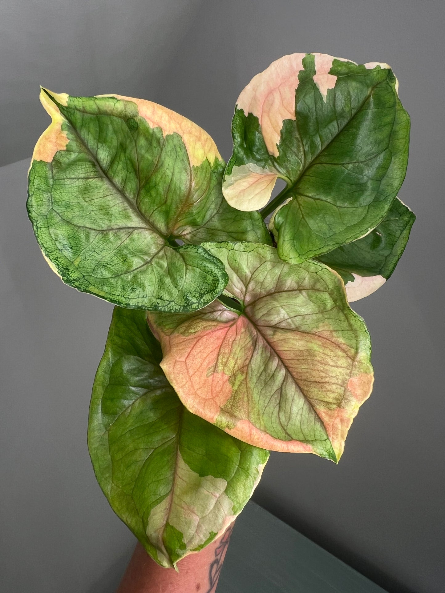 Syngonium Mango Allusion