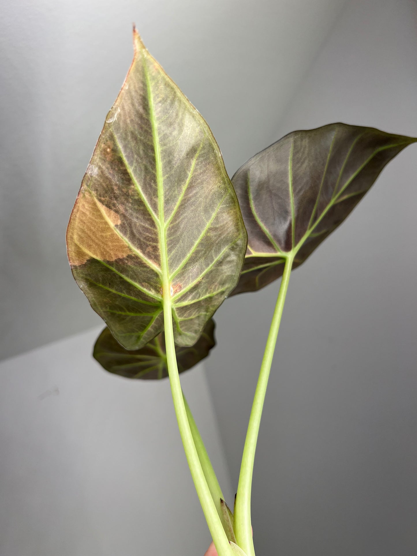Alocasia Regal Shield Aurea Corm