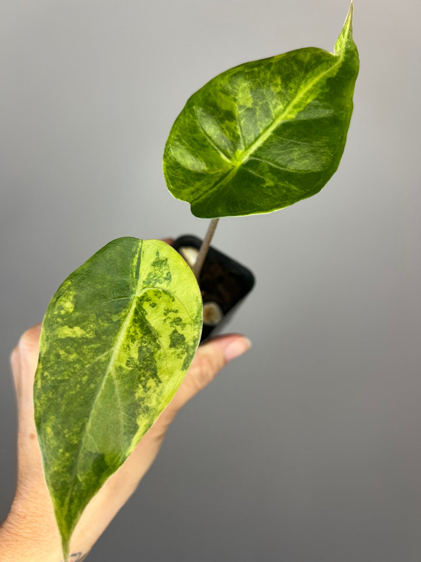 Alocasia Flamingo x Calidora x Hongkongensis x Black Velvet