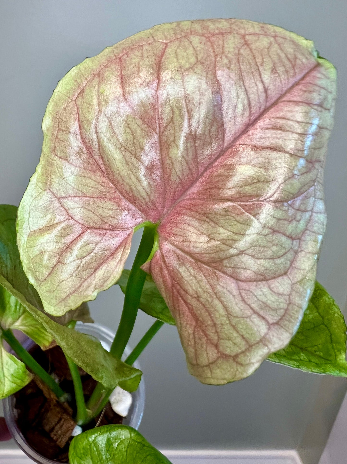 Syngonium Blood Allusion