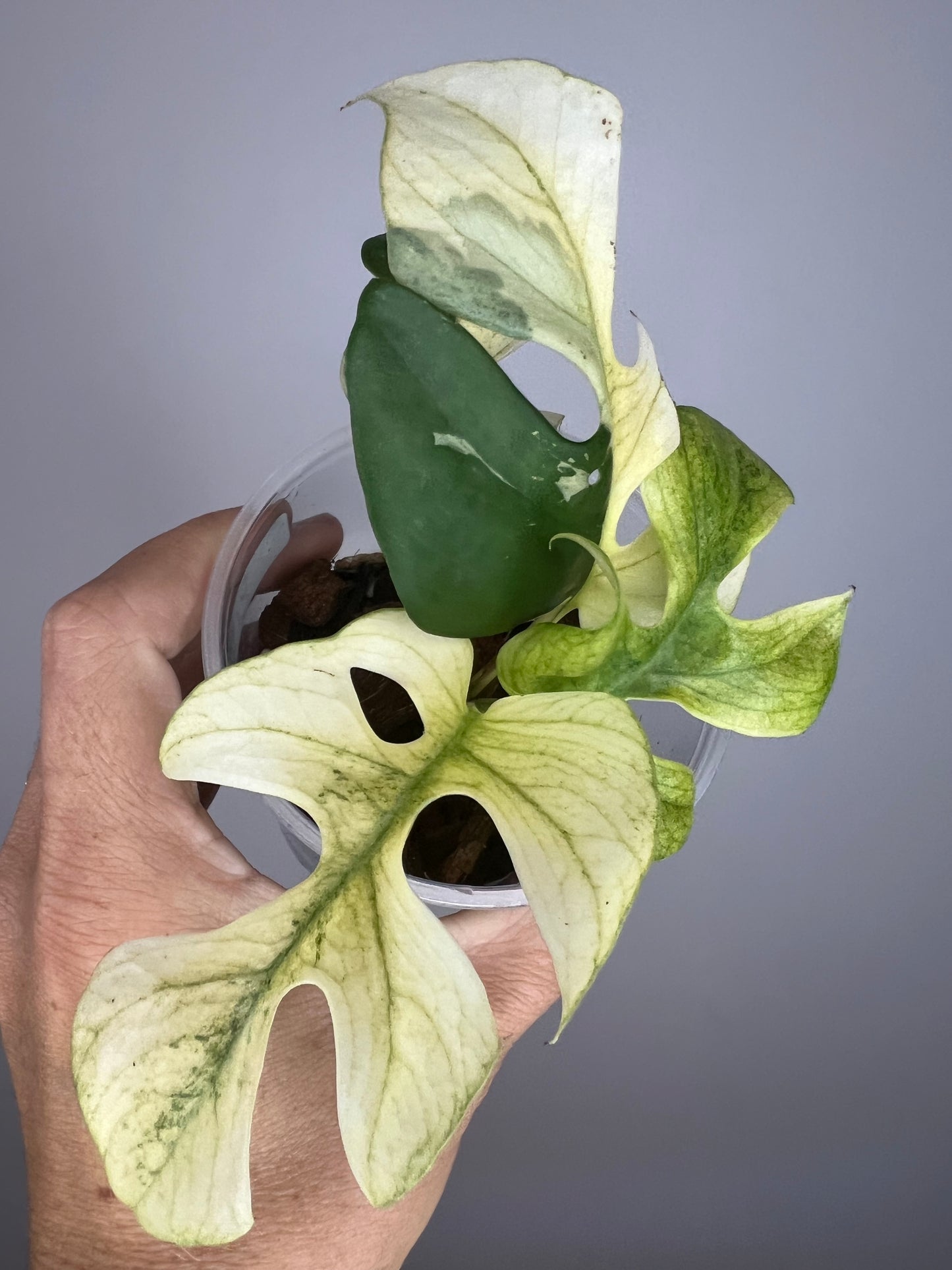 Raphidophora Tetrasperma White Monster