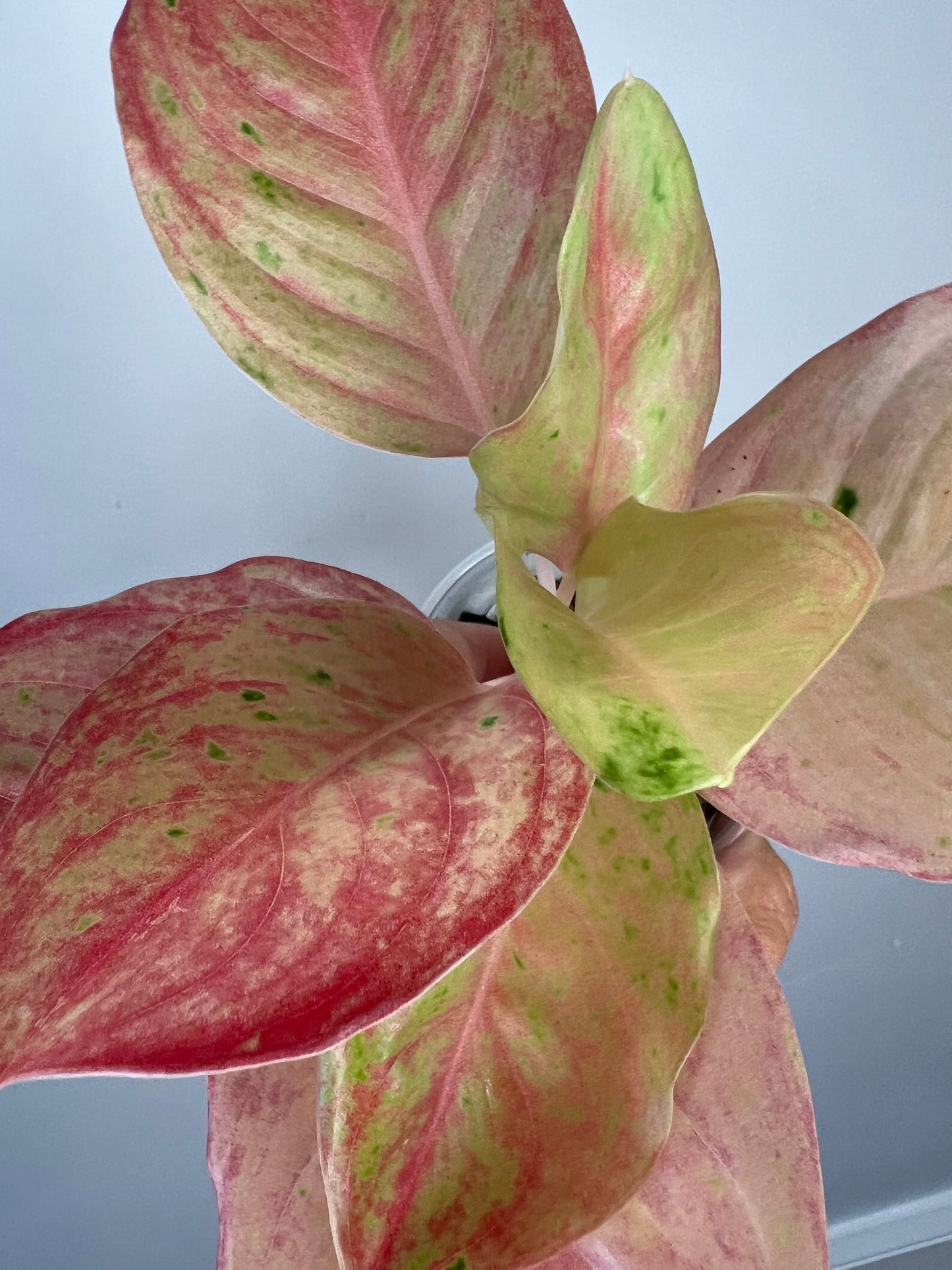 Aglaonema Pink Emerald