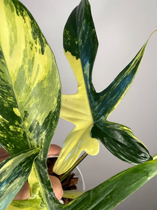 Philodendron Florida Beauty Variegated