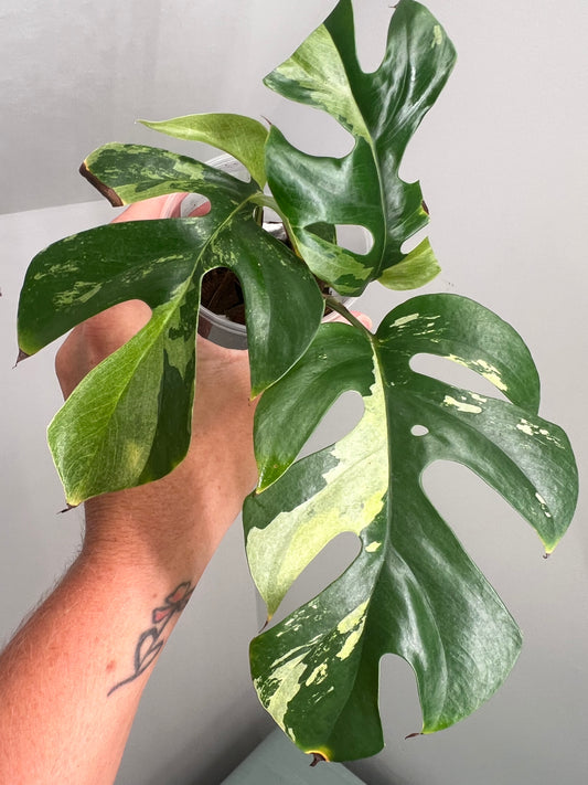 Raphidophora Tetrasperma Albo