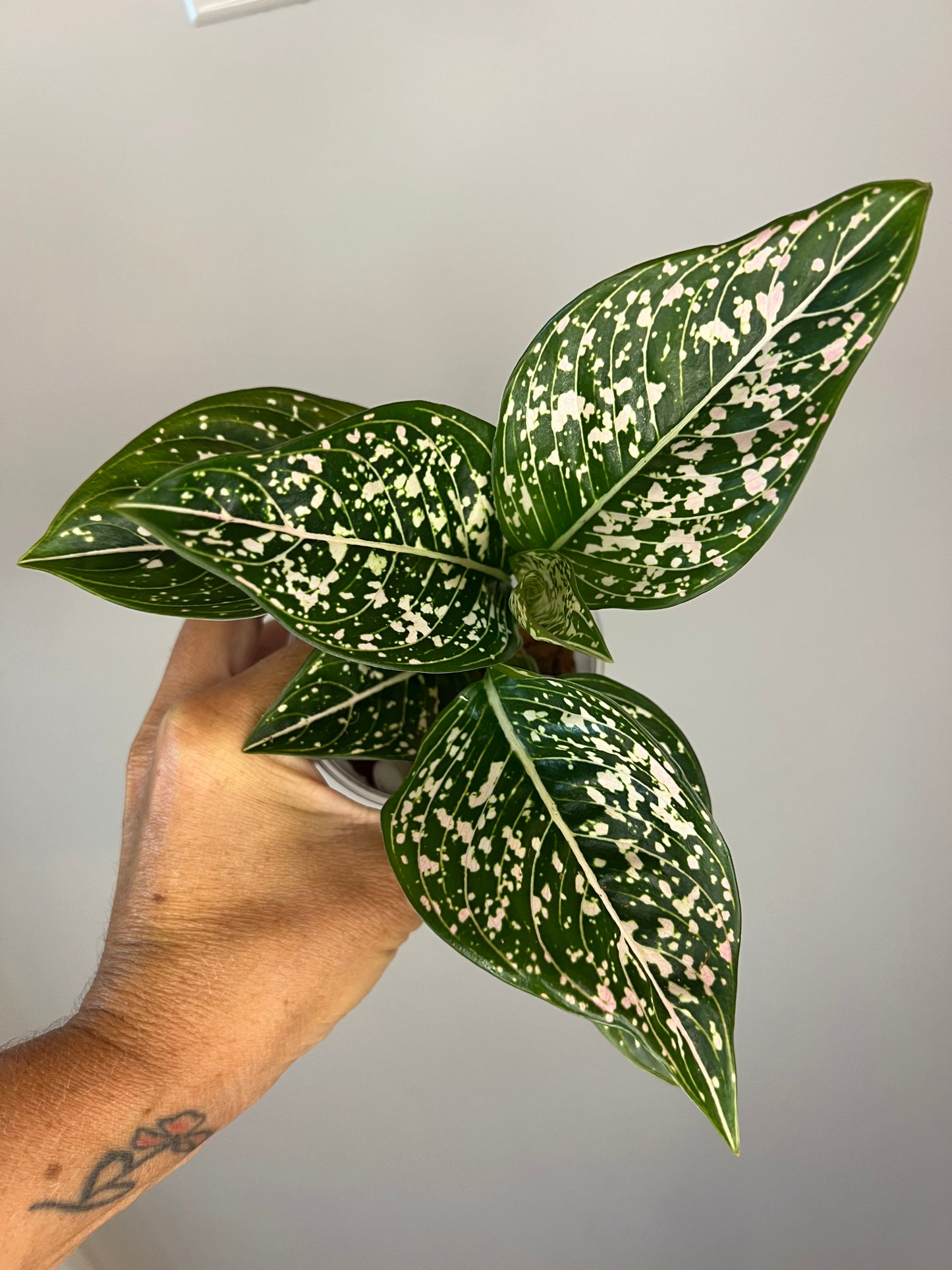 Aglaonema Siti Nurhalizah