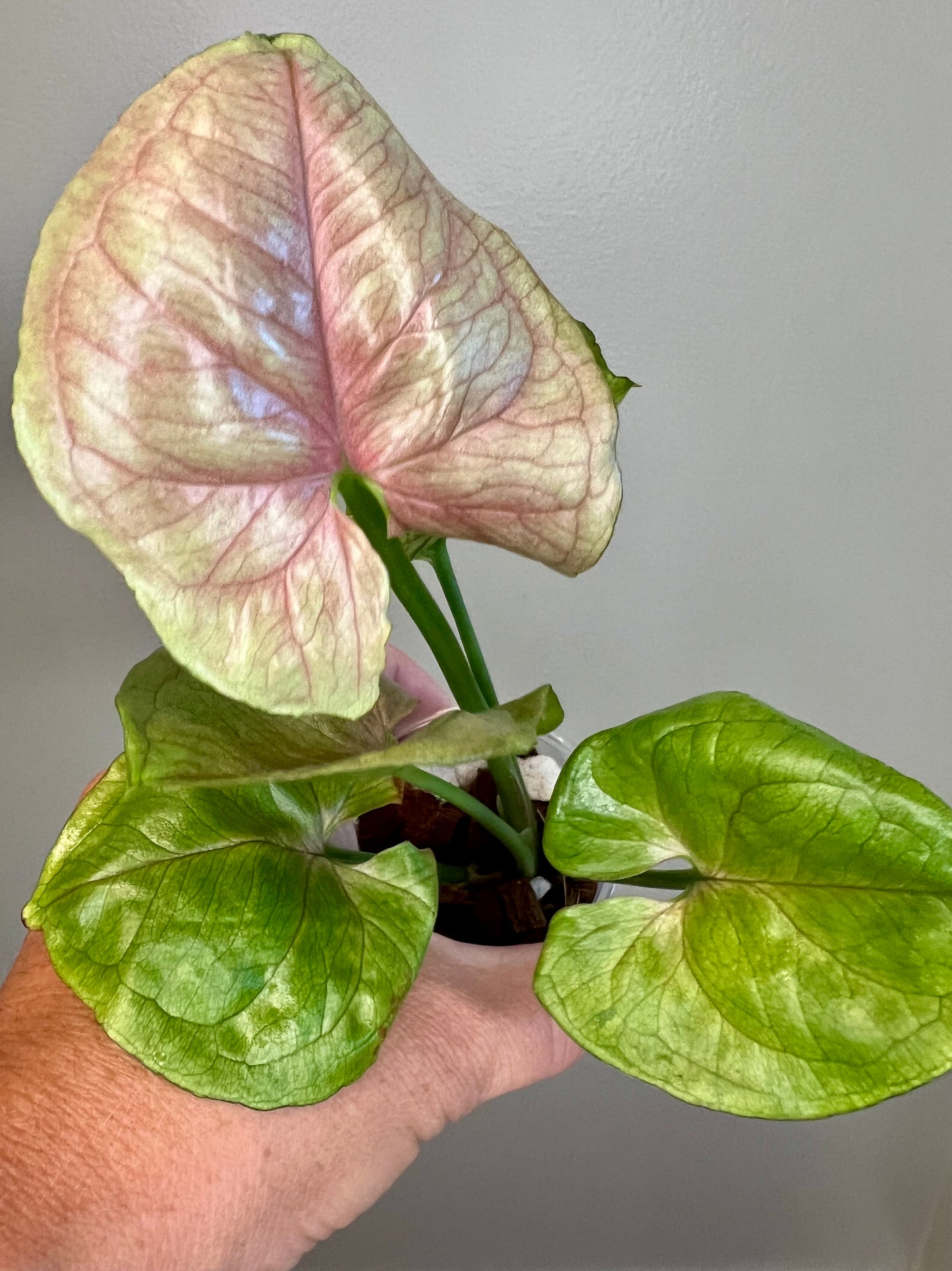 Syngonium Blood Allusion