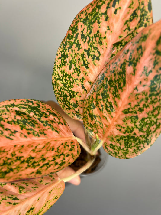 Aglaonema Orange Stardust