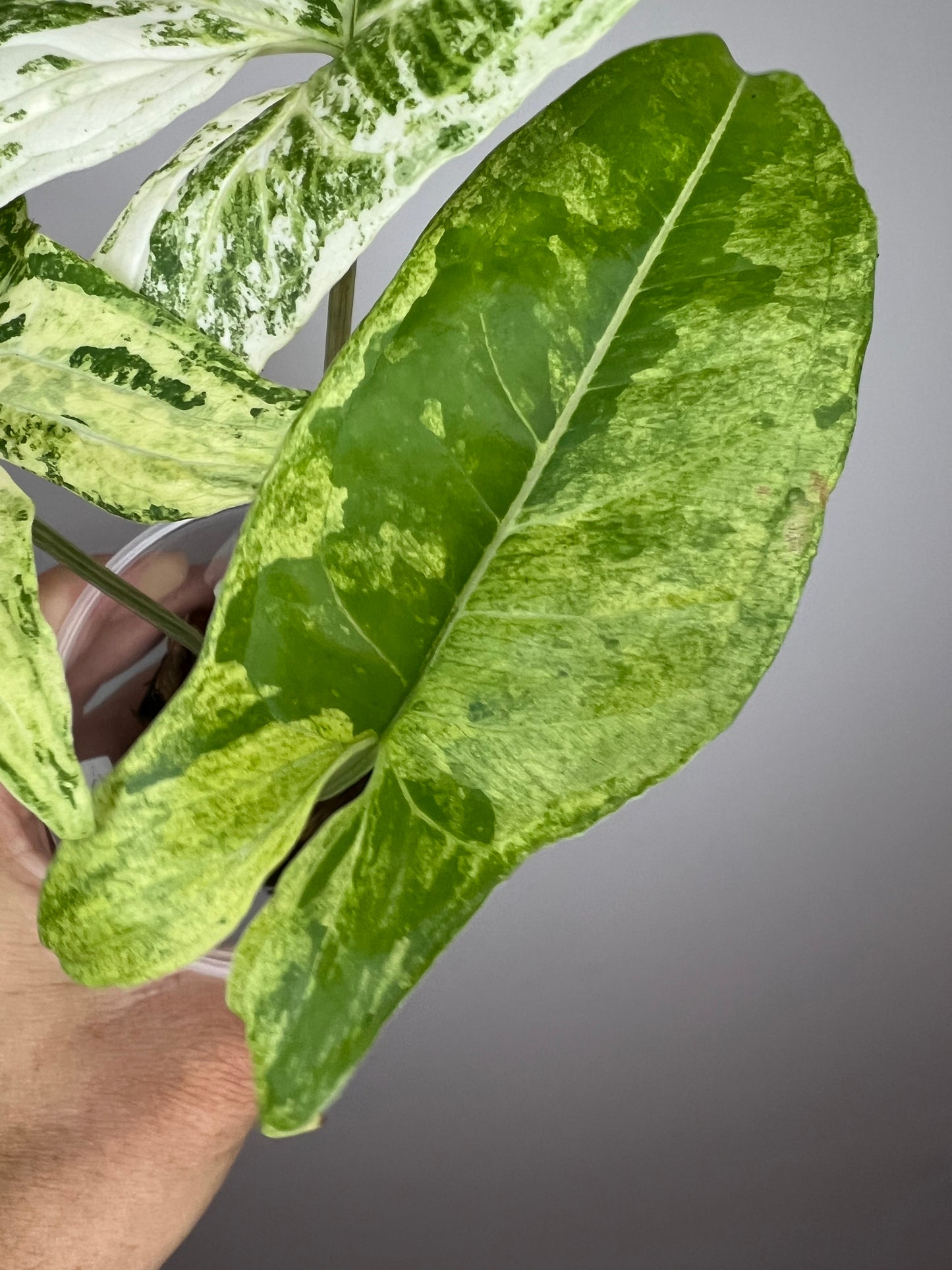Syngonium Batik Variegated