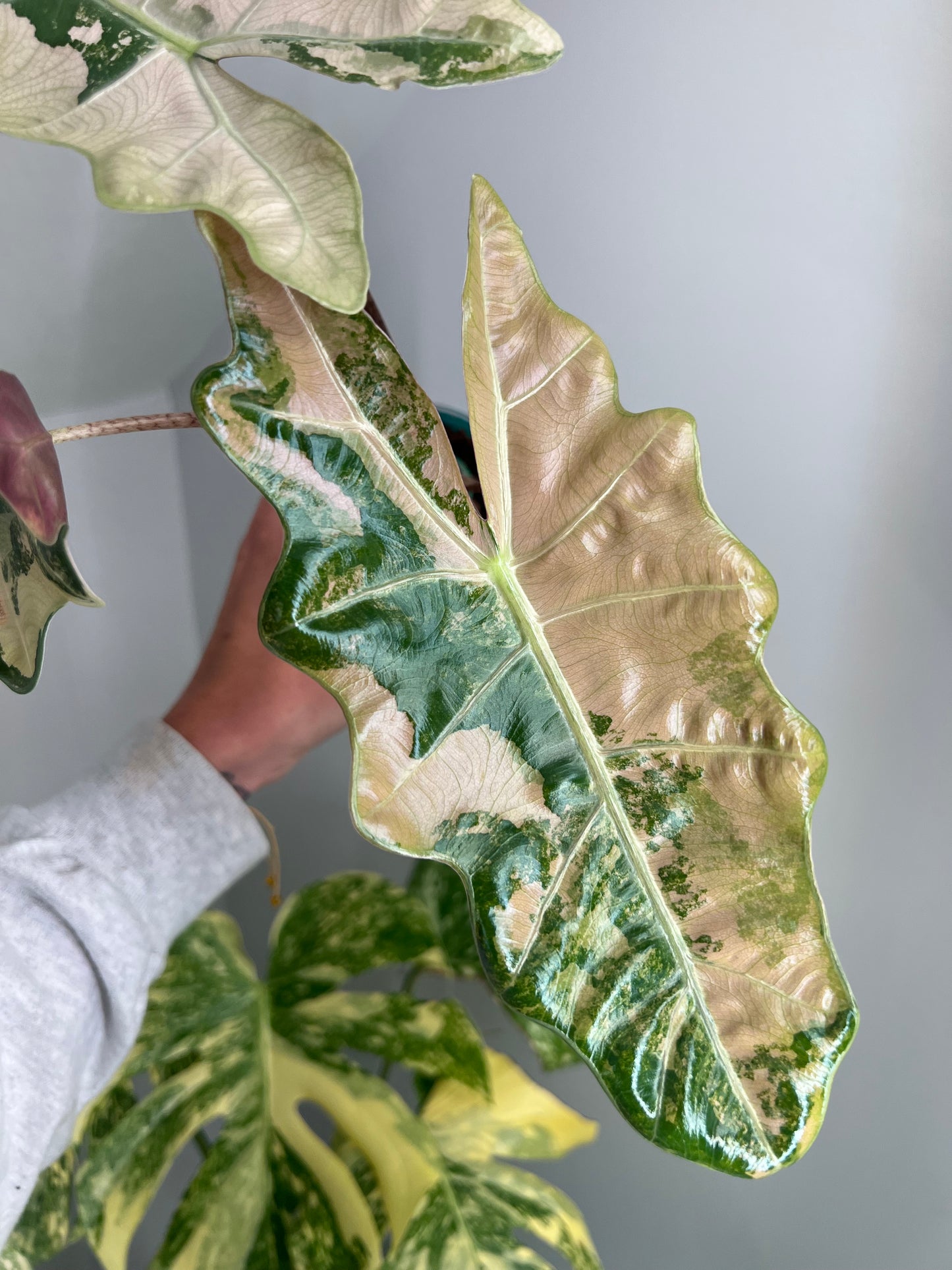 Alocasia Pseudosanderiana Pink Corms