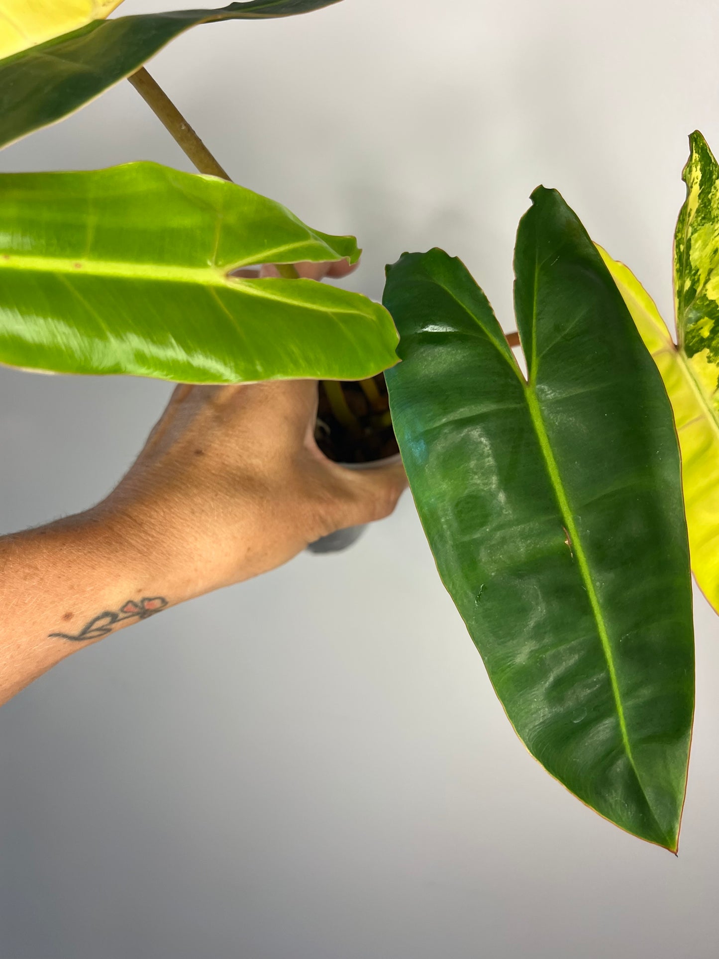 Philodendron Billietiae Variegated