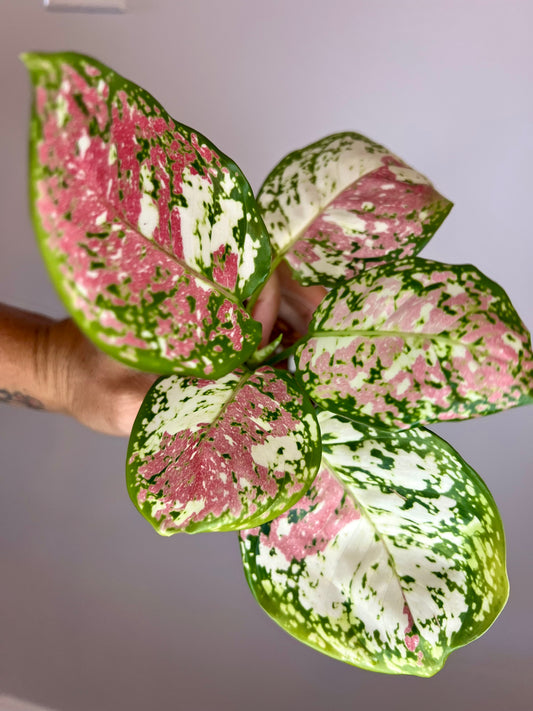 Aglaonema Anyamanee Tricolor