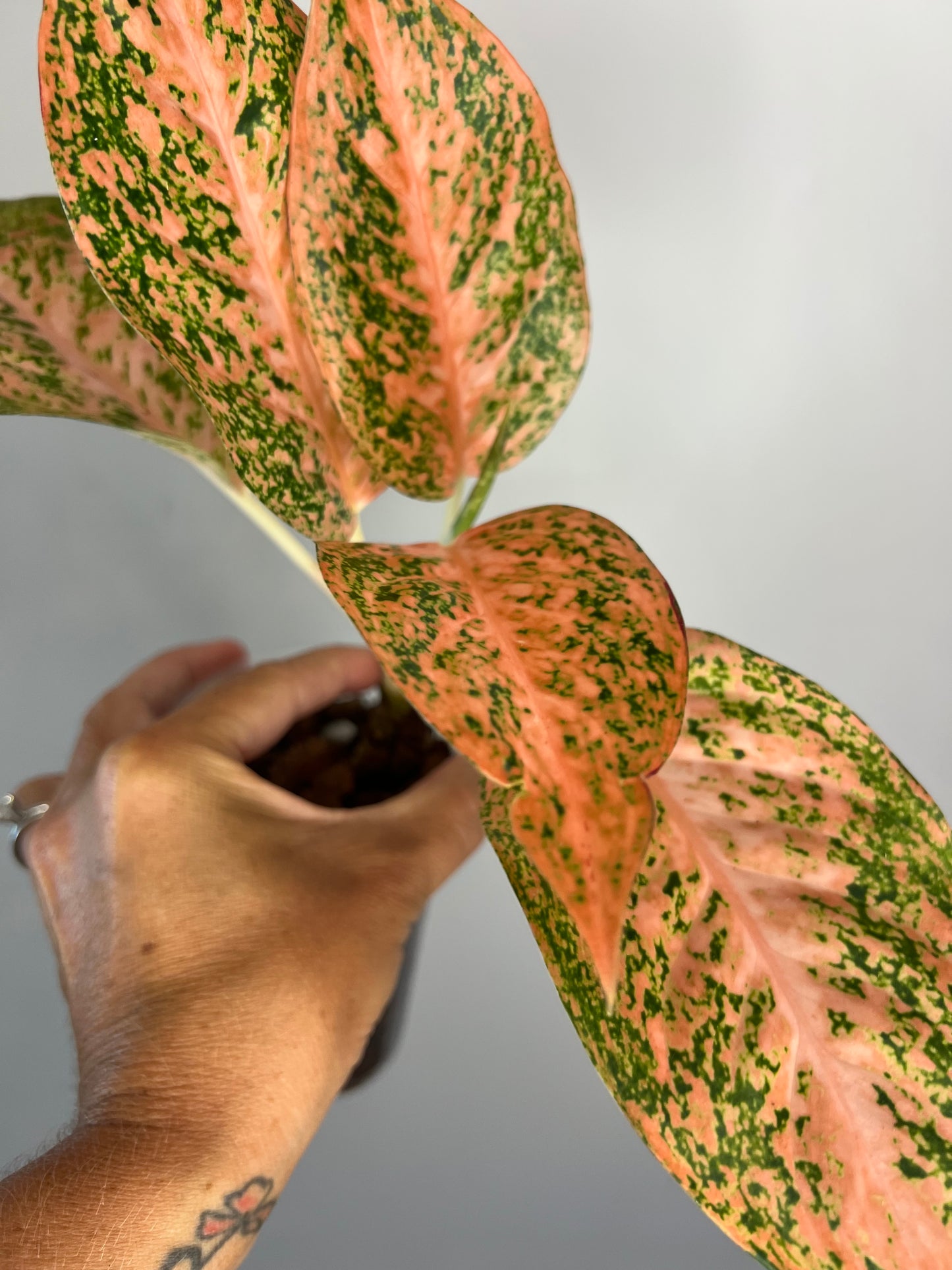 Aglaonema Orange Stardust
