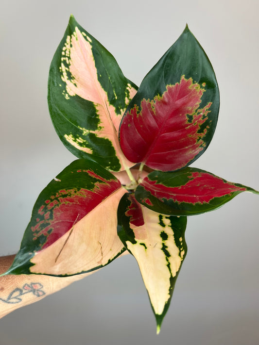 Aglaonema Suksom Tricolor