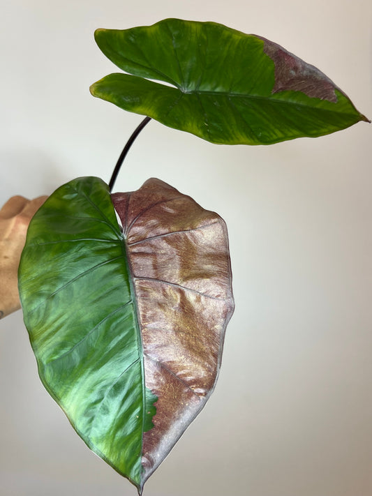 Alocasia Plumbea Pink