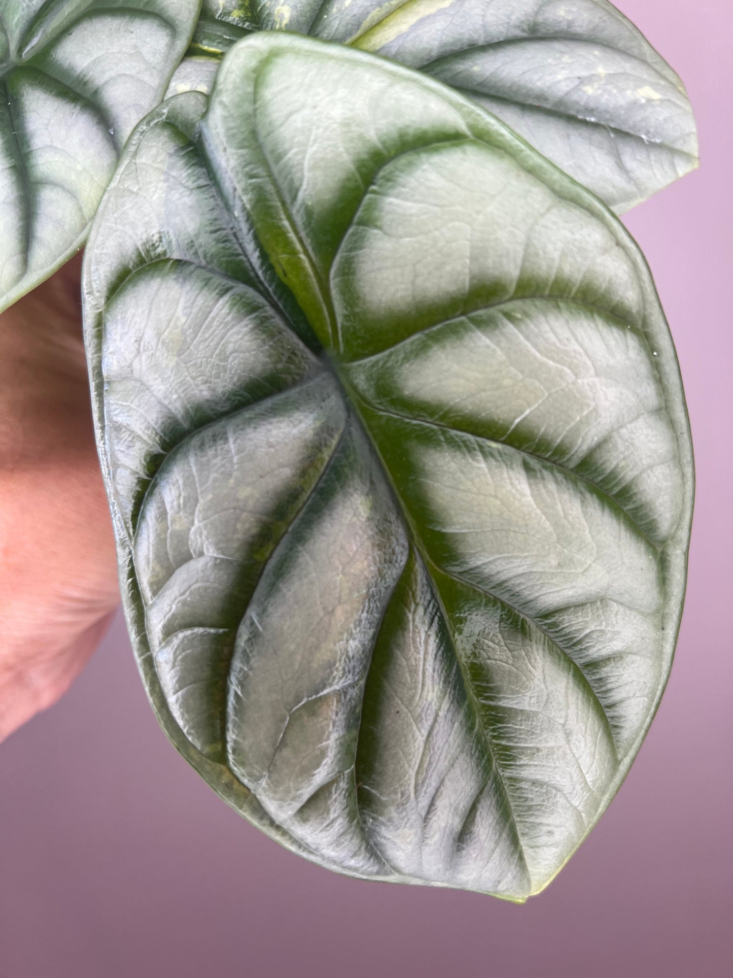 Alocasia Silver Dragon Aurea