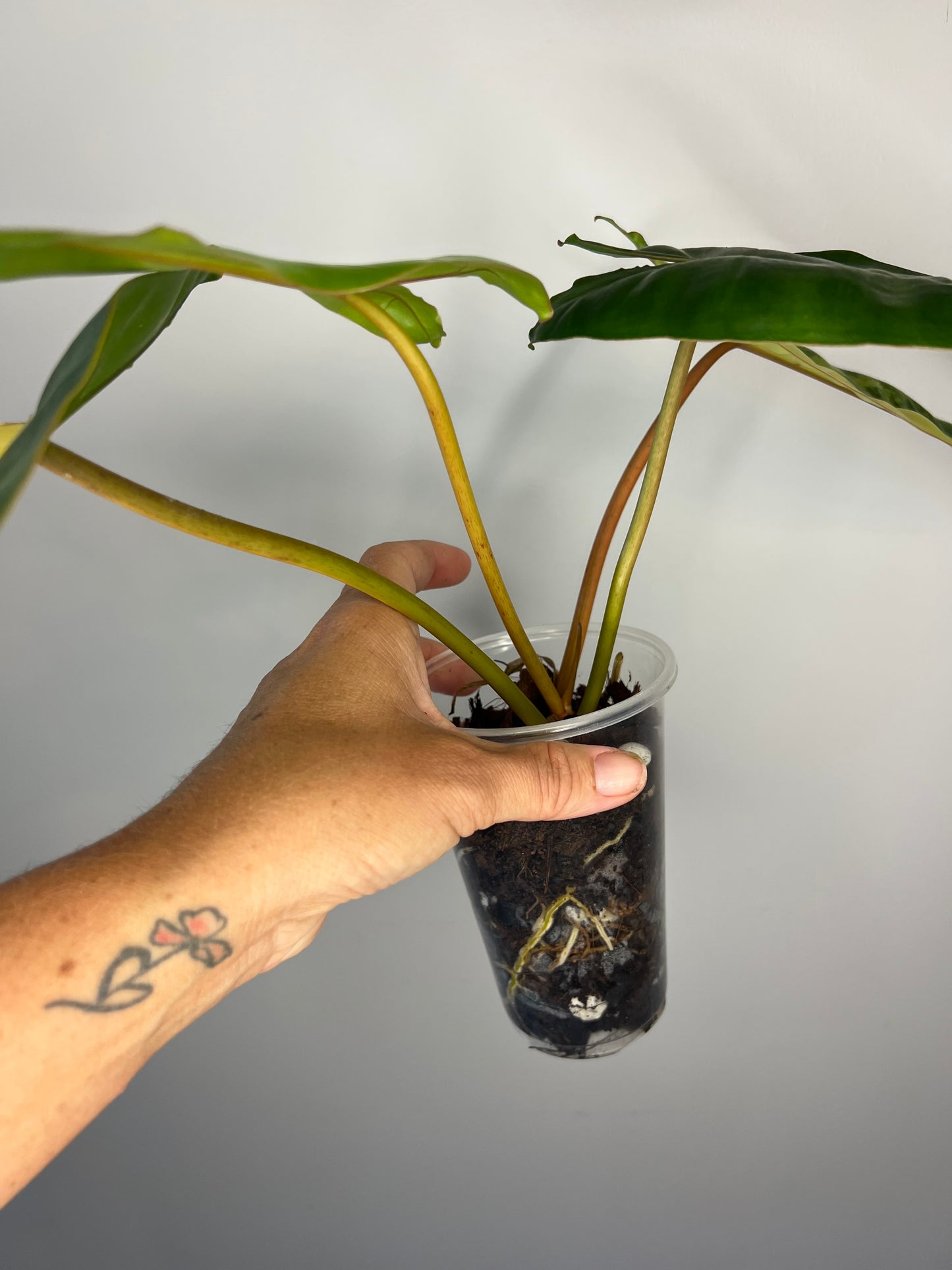 Philodendron Billietiae Variegated