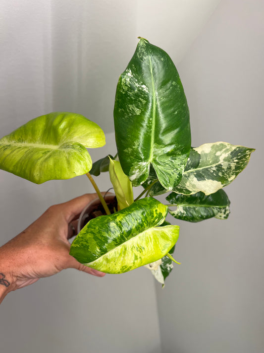 Philodendron Burle Marx Snow White B