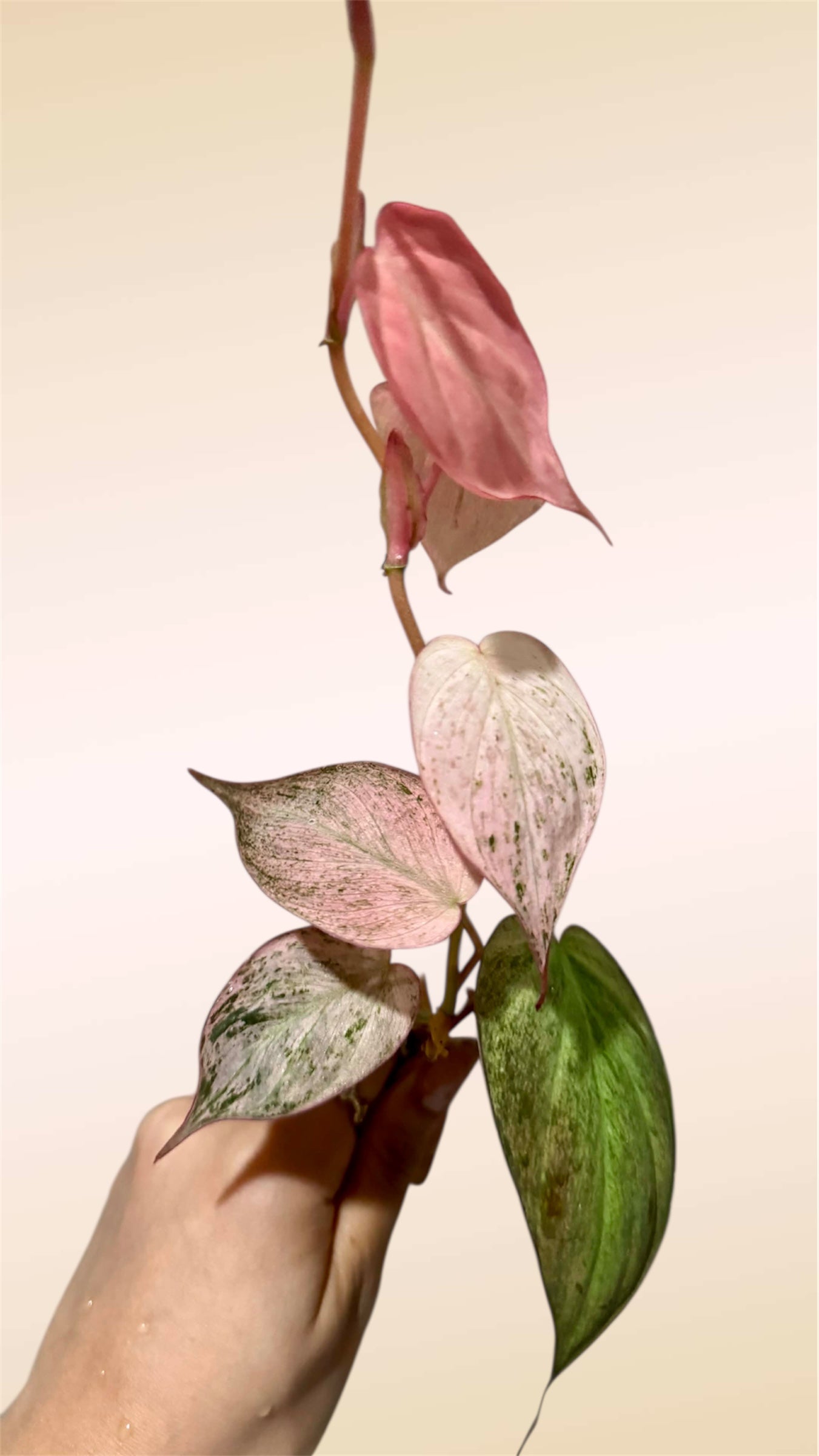 Philodendron Micans Pink Mint