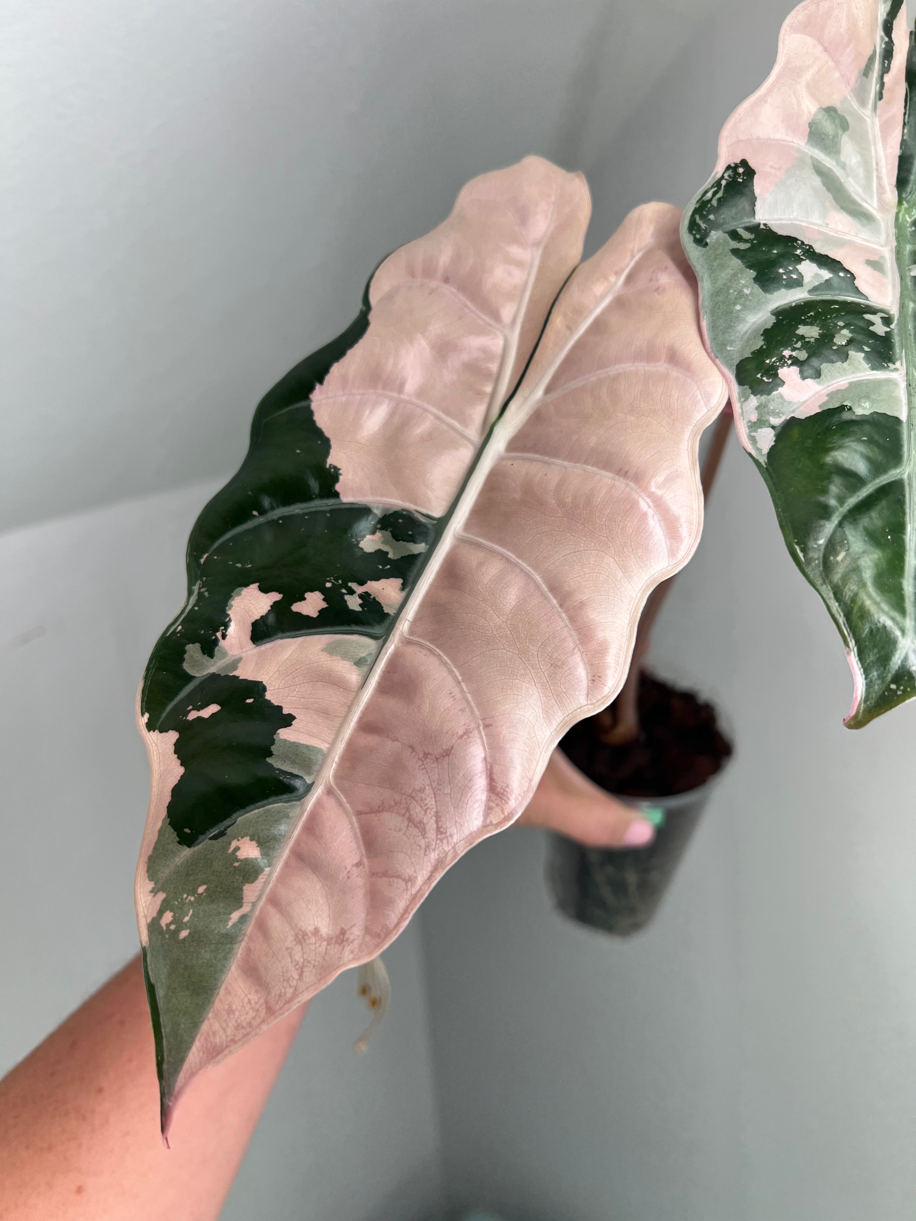 Alocasia Chantrieri Pink bulbil