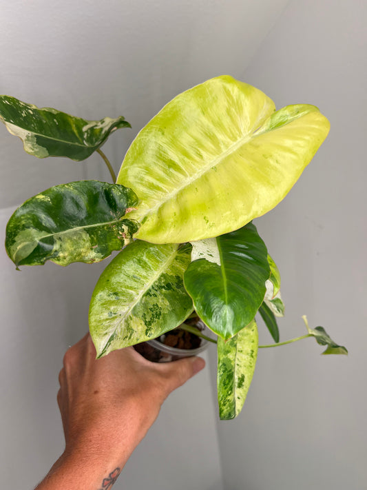 Philodendron Burle Marx Snow White A