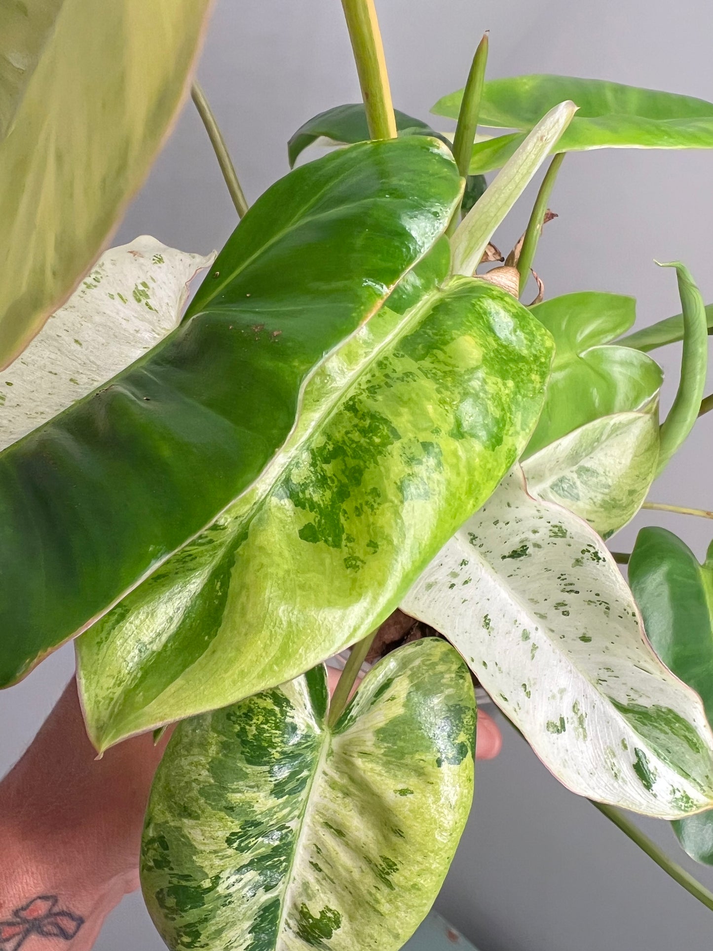 Philodendron Burle Marx Snow White A