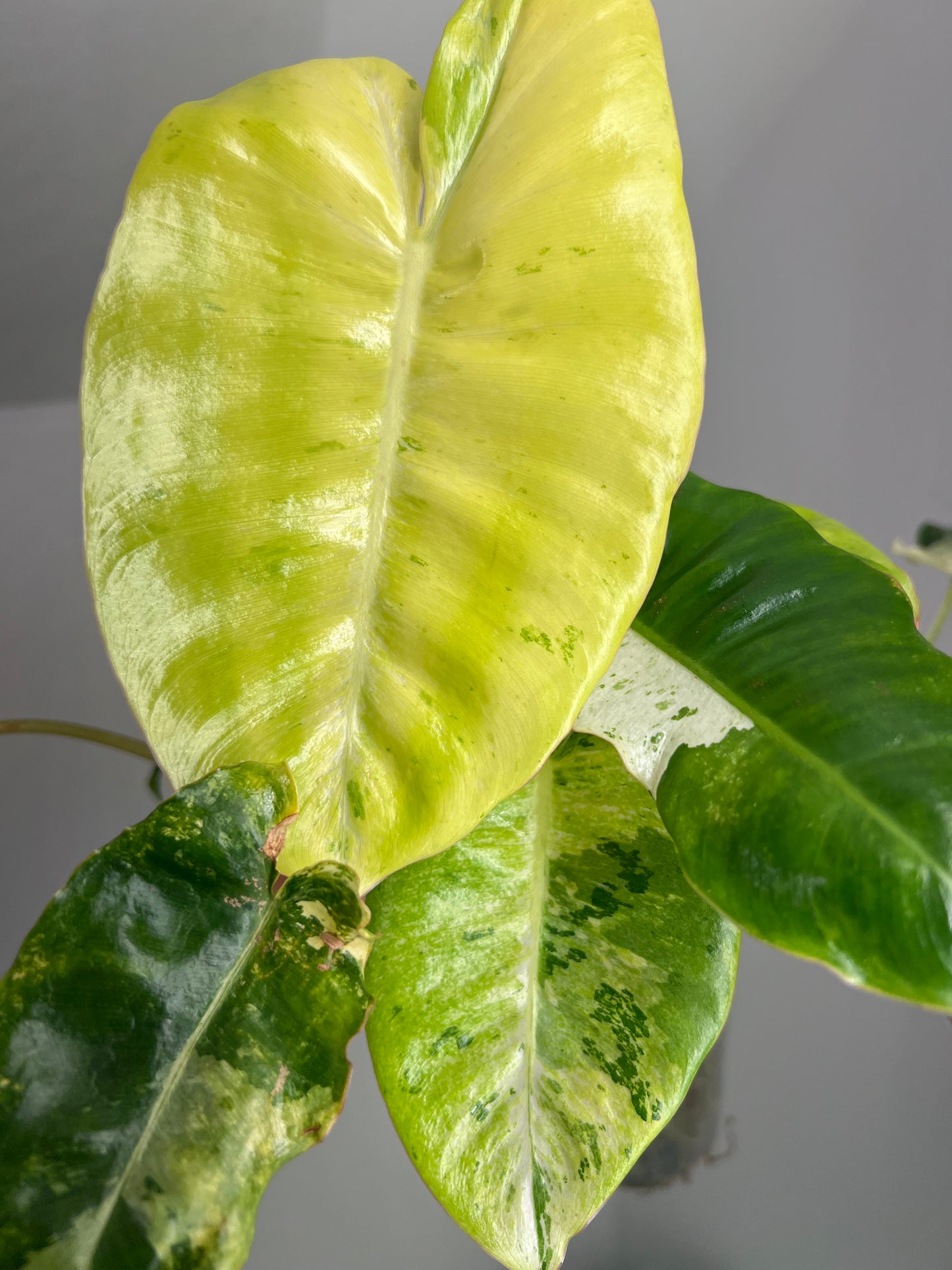 Philodendron Burle Marx Snow White A