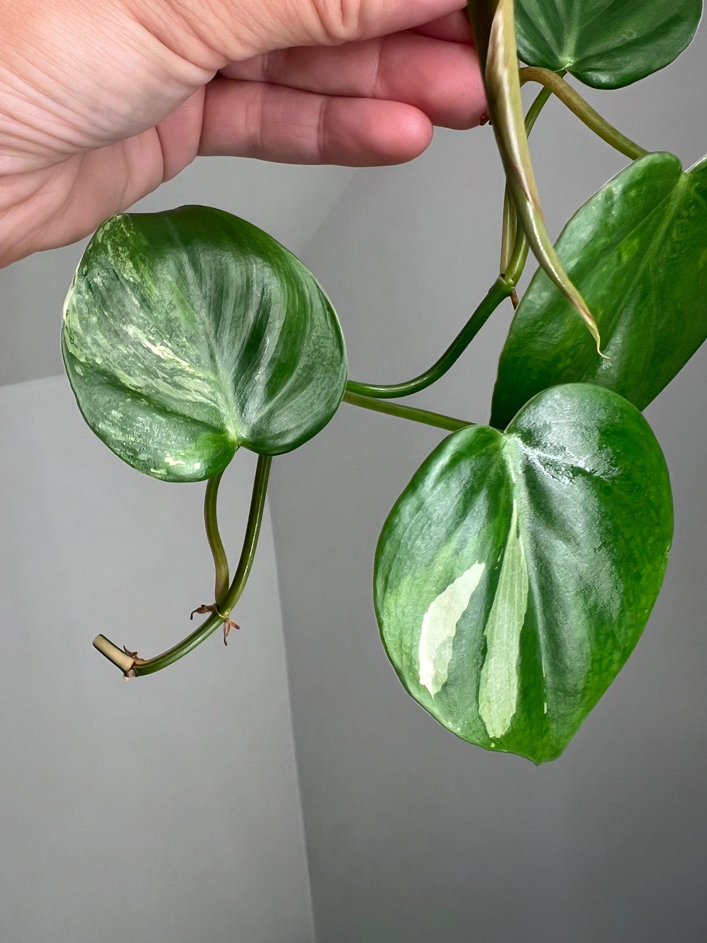 Philodendron Heartleaf Albo FRESH TOP CUT