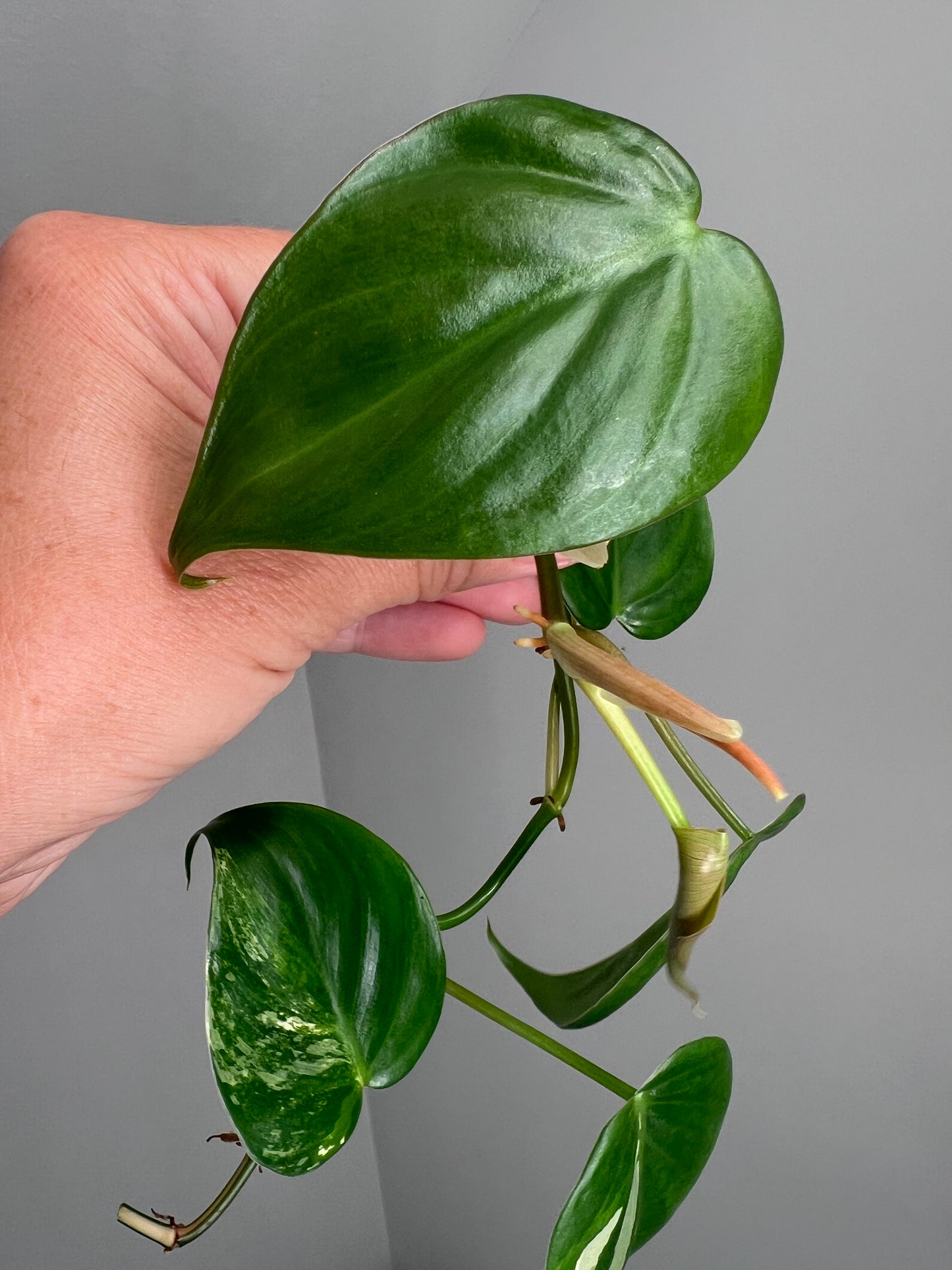 Philodendron Heartleaf Albo FRESH TOP CUT