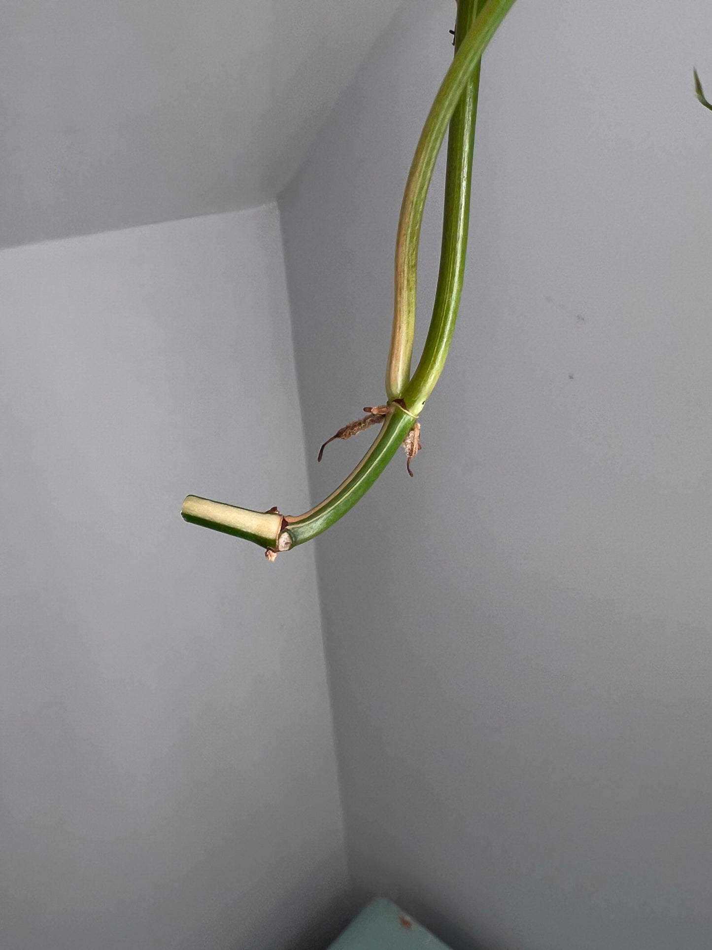 Philodendron Heartleaf Albo FRESH TOP CUT