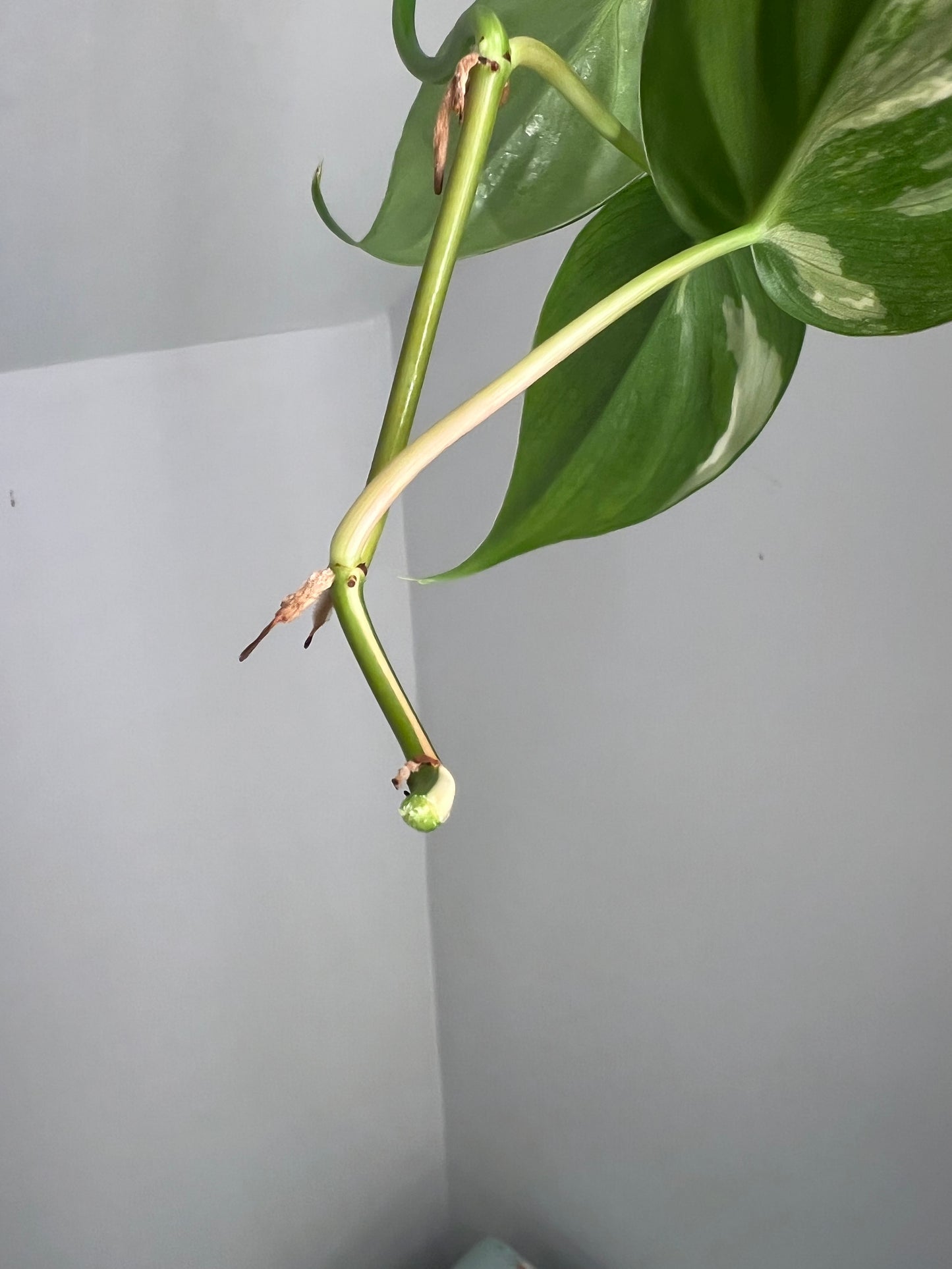 Philodendron Heartleaf Albo FRESH TOP CUT