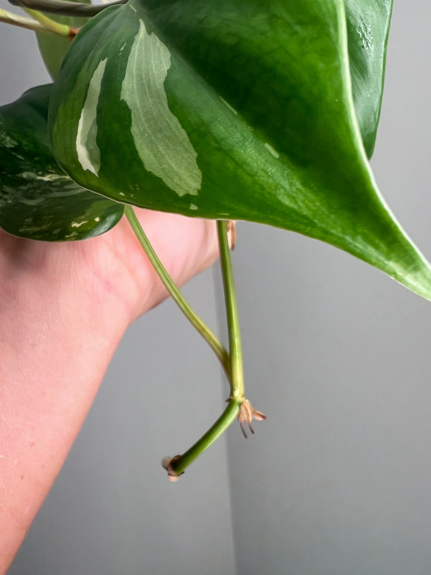 Philodendron Heartleaf Albo FRESH TOP CUT